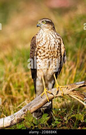 Weibliche eurasische Sperber, accipiter nisus, sitzend auf dem Bough in der Sommernatur. Wildvogel mit weißer und brauner Brust und gelben Beinen mit Krallen aus Stockfoto