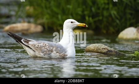 Starke kaspische Möwe, larus Cachinnans, Schwimmen auf dem Wasser des Stromes zwischen Steinen im Sommer. Massiver Vogel mit weißen Federn und gelbem Schnabel schwimmend Stockfoto