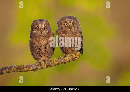 Geschwister von eurasischen Scheulen Eule, Otus Scheule, sitzen vereint auf im Frühjahr mit grünen Baum im Hintergrund. Junge wilde Raubvögel mit großen gelben Augen Stockfoto