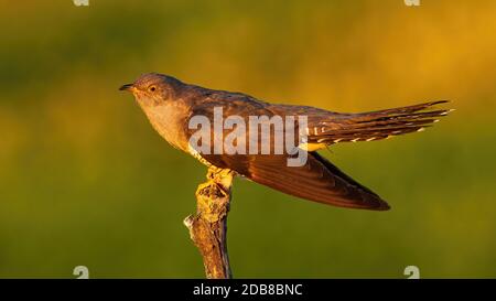 Stolzer Kuckuck, cuculus canorus, zeigt bei Sonnenaufgang im Sommer Natur. Männchen zeigt mit grünem Hintergrund von der Seite. Grauer Vogel in Natur Stockfoto