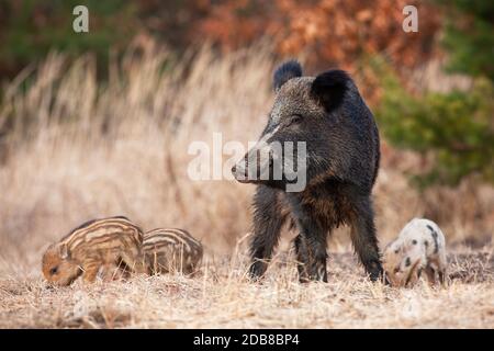 Friedliche Wildschweine, sus scrofa, Herde mit erwachsenen und jungen Fütterung in Frühlingsnatur. Alarmieren Mutter Tier bewacht Babys auf einer Wiese mit Kopieplatz. C Stockfoto