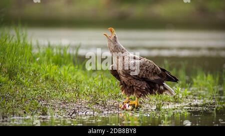 Majestätischer Weißwedeladler, Haliaetus albicilla, ausgewachsener Vogel, der mit dem Schnabel aufruft, der in der SommerNatur an einem Flussufer aufliegt. Wilder Greifvogel schreit n Stockfoto