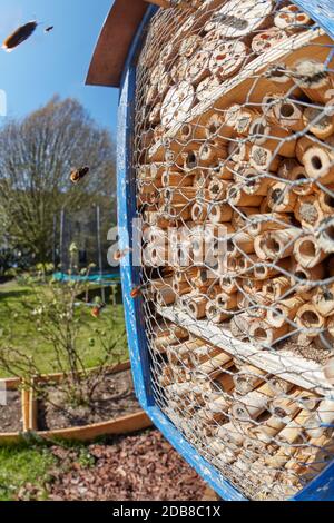 Wilde Bienen Stockfoto