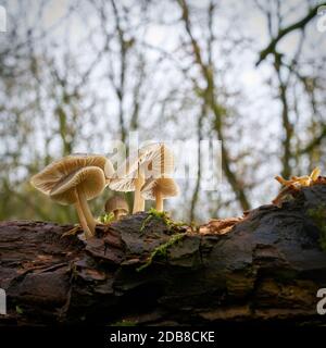 Gemeinsame Motorhaube (Mycena galericulata) auf einem toten Baum im Wald Stockfoto