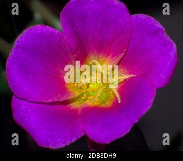 Portulaca. Macrofotografía. Madrid. España Stockfoto