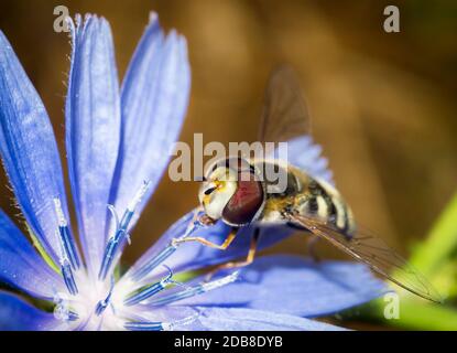 Mosca cernícalo sobre una flor de achicoria. Scaeva pyrastri. Sírfidos (syrphidae). Dípteros. Insectos. Artrópodos. Macrofotografía. Manzanares el Rea Stockfoto