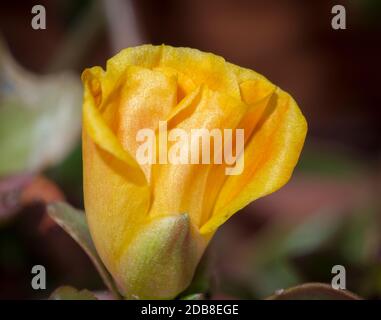 Flor amarilla naranja. Macrofotografía. Madrid. España Stockfoto