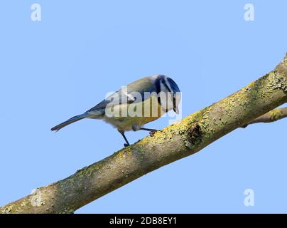 Blauer Cyanistes caeruleus auf diagonalem Ast Stockfoto