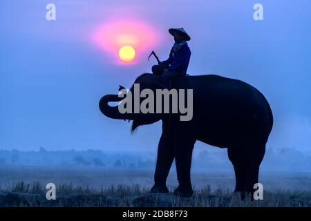 Silhouette eines Mahouts auf einem Elefanten bei Sonnenaufgang, Surin, Thailand Stockfoto