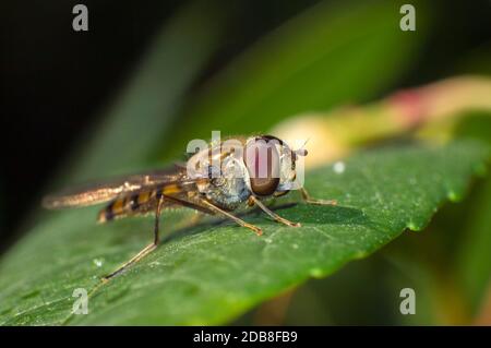 Mosca cernícalo sobre una hoja. Scaeva pyrastri. Sírfidos (syrphidae). Dípteros. Insectos. Artrópodos. Macrofotografía. Sierra de Guadarrama. Madrid. Stockfoto