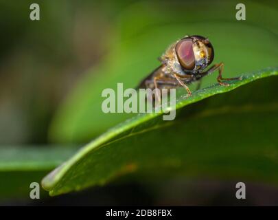 Mosca cernícalo sobre una hoja. Scaeva pyrastri. Sírfidos (syrphidae). Dípteros. Insectos. Artrópodos. Macrofotografía. Sierra de Guadarrama. Madrid. Stockfoto