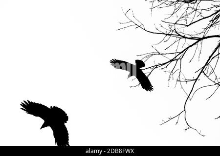 Krähen in schwarz und weiß beginnen von einem Baum Stockfoto