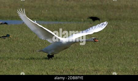 Stummer Schwan, weißer Schwan, von einem Feld ausgehend Stockfoto