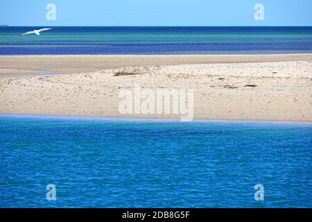 Blick auf den Strand in Monkey Mia, Shark Bay und Francois Peron National Park am Indischen Ozean, Westaustralien Stockfoto