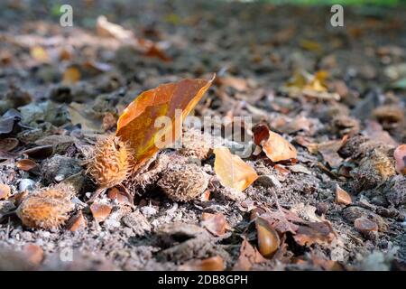 Bucheckut und gelbes Blatt im Herbst auf Waldboden Stockfoto