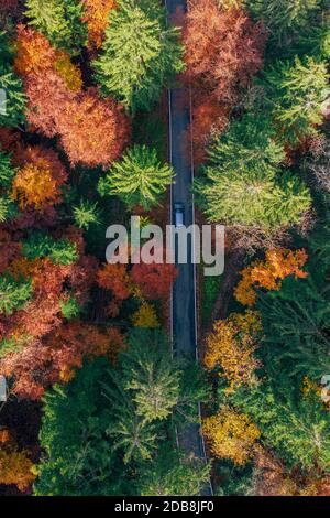 Luftaufnahme eines Autos, das durch einen Herbstwald fährt, Österreich Stockfoto