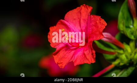 Rot vier Uhr Blume (Mirabilis Jalapa) Makroaufnahme Stockfoto