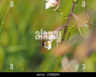 Bestäubende braune Fliege auf exotischen rosa & weißen Blüten der britischen einheimischen Orchidee, der Marsh Helleborine (Epipactis palustris) in Cumbria, England Stockfoto