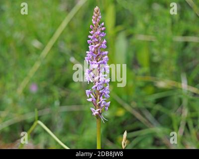 Masse von rosa Blüten mit langen Ausläufern auf hohen Blütenspieß von duftenden Orchideen (Gymnadenia conopsea) im Cumbria Wildlife Trust Reserve, England Stockfoto