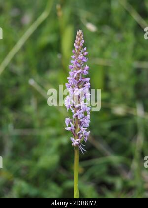 Masse von rosa Blüten mit langen Ausläufern auf hohen Blütenspieß von duftenden Orchideen (Gymnadenia conopsea) im Cumbria Wildlife Trust Reserve, England Stockfoto