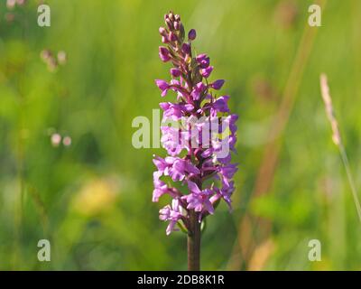 Masse von rosa Blüten mit langen Ausläufern auf hohen Blütenspieß von duftenden Orchideen (Gymnadenia conopsea) im Cumbria Wildlife Trust Reserve, England Stockfoto