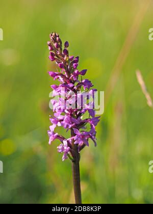 Masse von rosa Blüten mit langen Ausläufern auf hohen Blütenspieß von duftenden Orchideen (Gymnadenia conopsea) im Cumbria Wildlife Trust Reserve, England Stockfoto