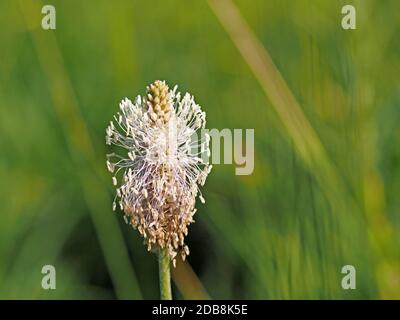 Detail eines sonnendurchfluteten Blütenkopfes von Hory Plantain (Plantago media) ein Mehrjährige Pflanze, die in kalkhaltigem Grasland in Cumbria, England, UK wächst Stockfoto