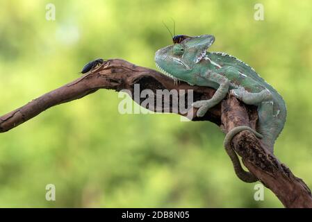 Verhülltes Chamäleon auf einem Zweig mit zwei Insekten, Indonesien Stockfoto