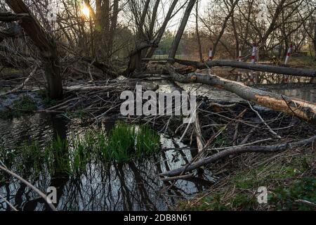 Beaver Staudamm an einem kleinen Fluss. Stockfoto