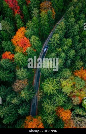 Luftaufnahme eines Autos, das durch einen Herbstwald fährt, Österreich Stockfoto