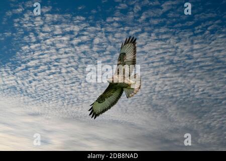 Ein gemeinsamer Bussardvogel, Vogel des Gebets, buteo buteo, im Flug gegen einen blauen Himmel und weiße Wolken Stockfoto