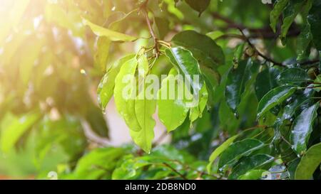 Die Blätter des Baumes sind nach dem Regen am Morgen nass Stockfoto