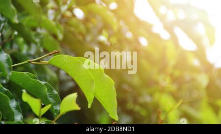 Die Blätter des Baumes sind nach dem Regen am Morgen nass Stockfoto