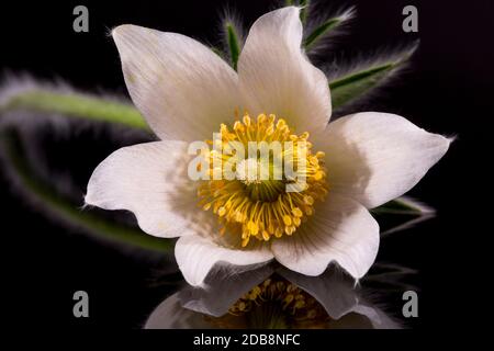 Blume der weißen Pulsatilla vulgaris alba (pasqueflower) isoliert auf schwarzem Hintergrund, Nahaufnahme Stockfoto