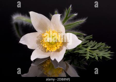 Blume der weißen Pulsatilla vulgaris alba (pasqueflower) isoliert auf schwarzem Hintergrund, Nahaufnahme Stockfoto