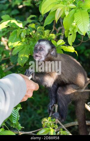 Kapuzineraffen (Sapajus apella) Essen von Touristen im Regenwald in der Nähe von Vista Chinesa, Floresta da Tijuca (Tijuca Wald), Rio de Janeir gegeben Stockfoto