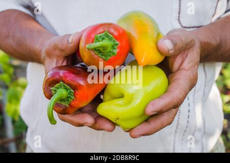 Bio-Gartenarbeit. Bauern Hände mit roten, grünen und gelben Paprika. Ernte, Gemüsegarten. Ökologischer Anbau Stockfoto