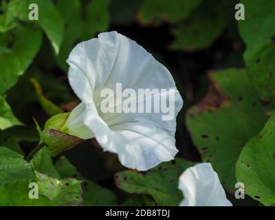 Große weiße Blume des gewöhnlichen Bindkraut, Convolvulus arvensis, in einer englischen Hedgerow Stockfoto