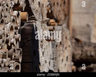 Mason Bees an ein Insekt Hotel im Frühjahr Stockfoto