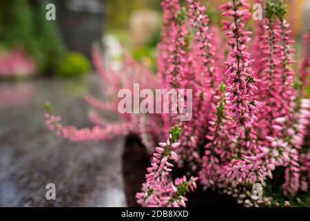 Rosa calluna Blumen Makro-Nahaufnahme Stockfoto