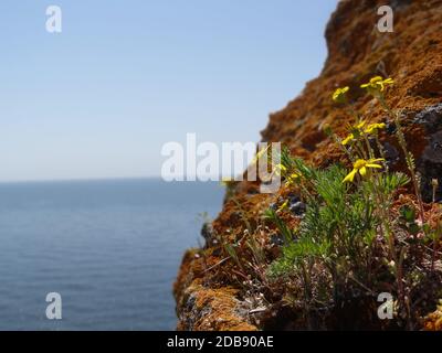 Mehrere gelbe Blüten wachsen am Rand eines braunen Klippenhügels. Stockfoto