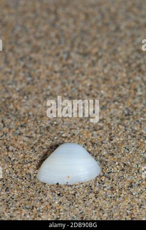 Schale von Muscheln waschen sich an Land. Cofete. Jandia Naturpark. Fuerteventura: Kanarische Inseln. Spanien. Stockfoto