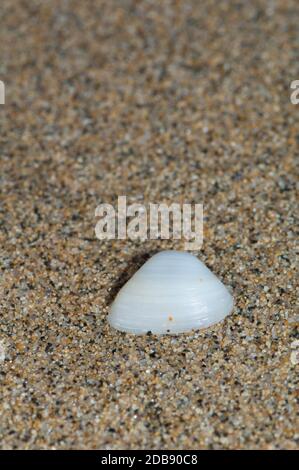 Schale von Muscheln waschen sich an Land. Cofete. Jandia Naturpark. Fuerteventura: Kanarische Inseln. Spanien. Stockfoto