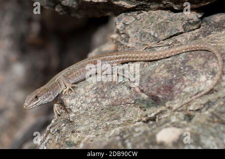 Weibliche atlantische Eidechse Gallotia atlantica mahoratae. Esquinzo-Schlucht. La Oliva. Fuerteventura: Kanarische Inseln. Spanien. Stockfoto