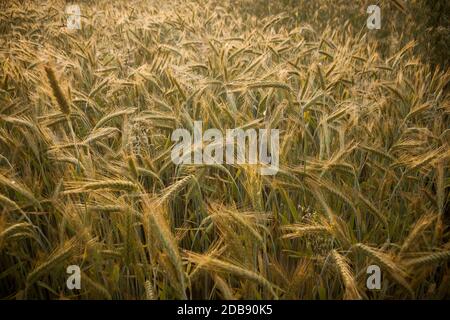 Weizenfeld am frühen Morgen. Goldene Ähren von Weizen sonnen. Vollformat von Weizenfeald Stockfoto