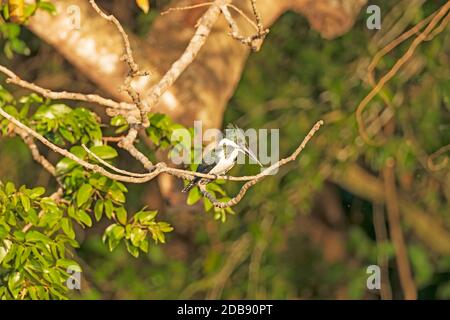 Amazonas-Eisvogel sitzt in einem Baum im Pantanal in Brasilien Stockfoto