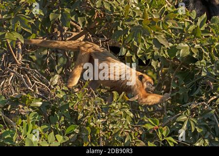 Brown Howler Affe Essen in den Bäumen im Pantanal in Brasilien Stockfoto