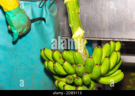 Betreiber schneiden Trauben von Bananen zu einem Verpackungsanlage. Stockfoto