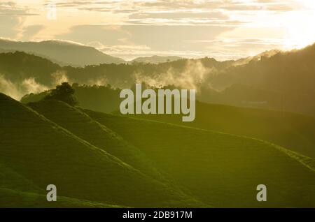 Blick auf den Sonnenaufgang auf die Teeplantationslandschaft in den Cameron Highlands, Malaysia. Stockfoto