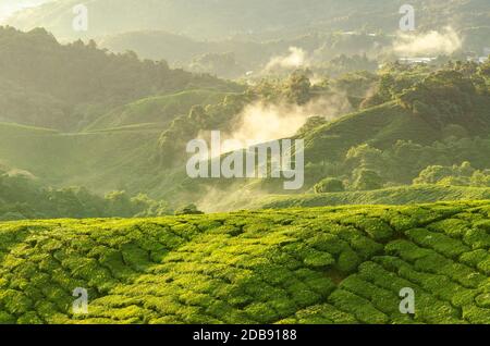 Blick auf den Sonnenaufgang auf die Teeplantationslandschaft in den Cameron Highlands, Malaysia. Stockfoto